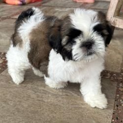 DogsIndia.com - Shih Tzu - Ajit Kennels