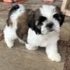 DogsIndia.com - Shih Tzu - Ajit Kennels