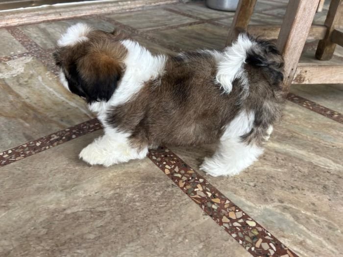 DogsIndia.com - Shih Tzu - Ajit Kennels