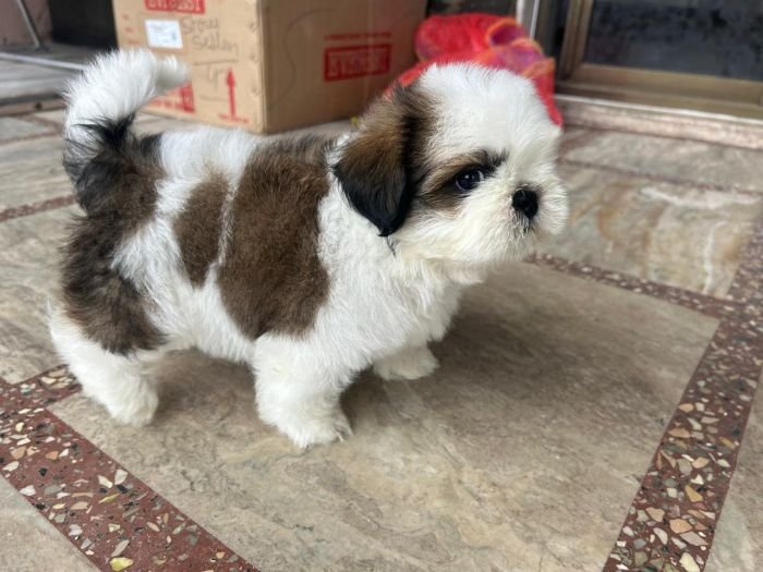 DogsIndia.com - Shih Tzu - Ajit Kennels