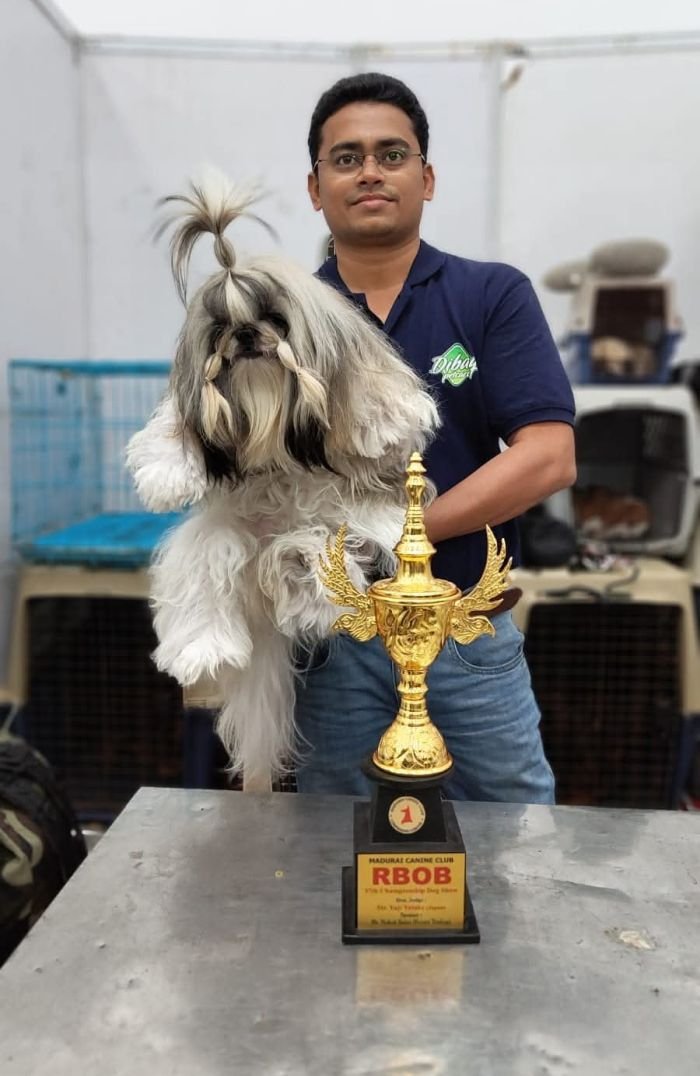 DogsIndia.com - Shih Tzu - Hari