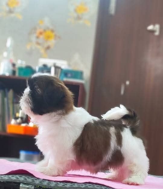 DogsIndia.com - Shih Tzu - Hari