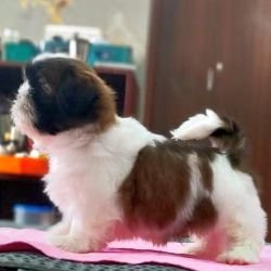 DogsIndia.com - Shih Tzu - Hari