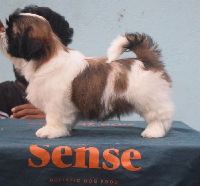 DogsIndia.com - Shih Tzu - Hari