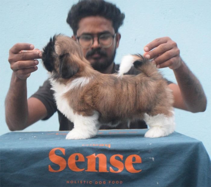 DogsIndia.com - Shih Tzu - Hari