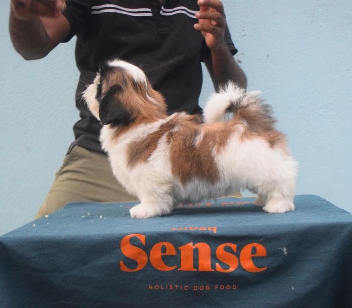 DogsIndia.com - Shih Tzu - Hari