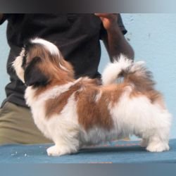 DogsIndia.com - Shih Tzu - Hari