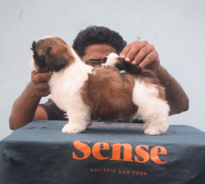 DogsIndia.com - Shih Tzu - Hari