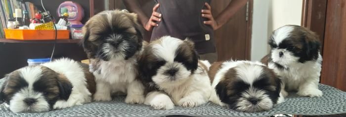 DogsIndia.com - Shih Tzu - Hari