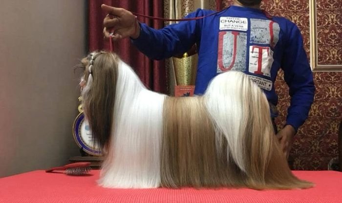 DogsIndia.com - Shih Tzu - Hari