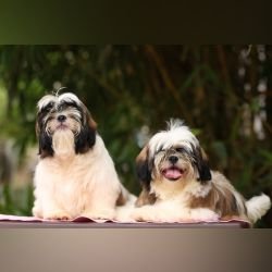 DogsIndia.com - Shih Tzu - Hari