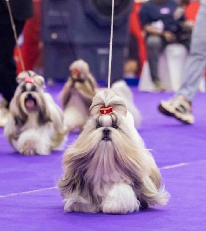 DogsIndia.com - Shih Tzu - Hari
