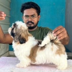 DogsIndia.com - Shih Tzu - Hari