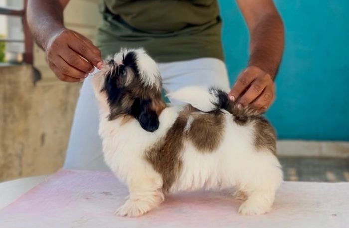DogsIndia.com - Shih Tzu - Hari
