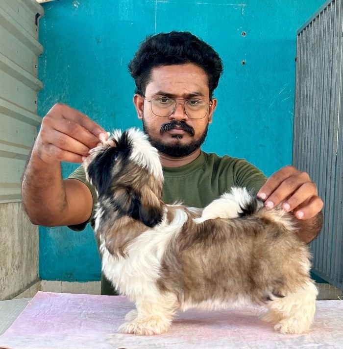 DogsIndia.com - Shih Tzu - Hari
