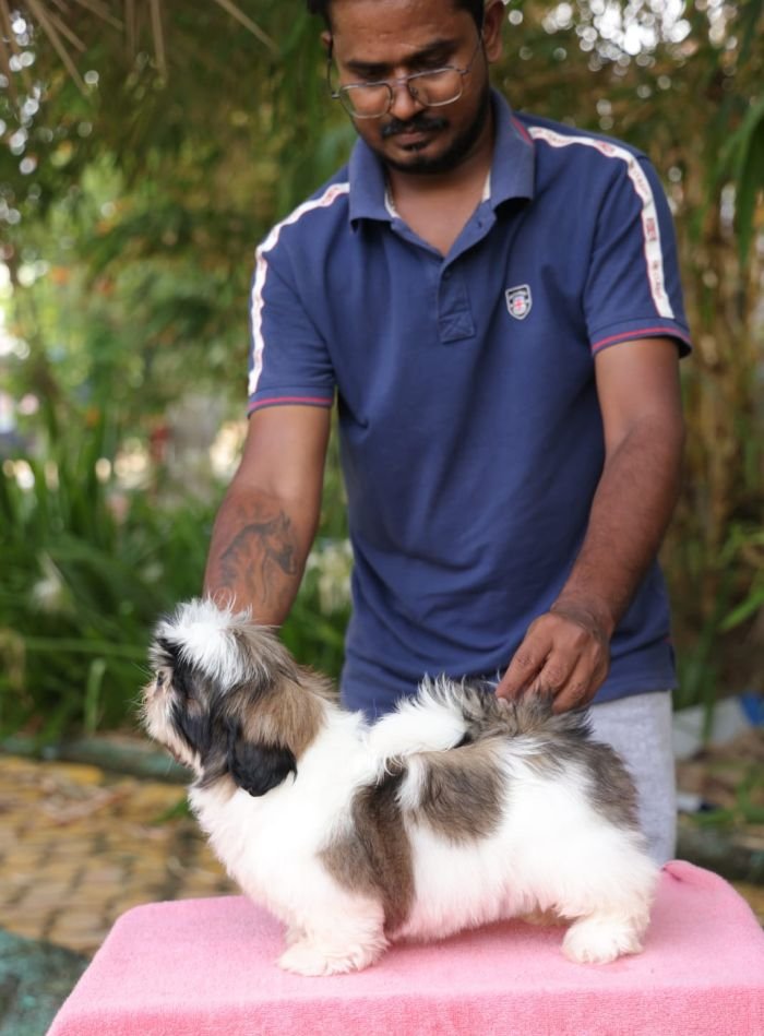 DogsIndia.com - Shih Tzu - Hari
