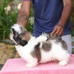 DogsIndia.com - Shih Tzu - Hari