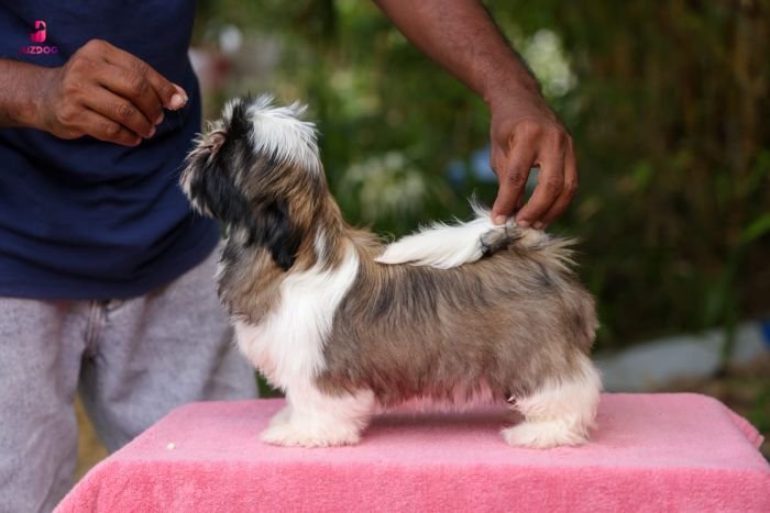 DogsIndia.com - Shih Tzu - Hari