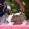 DogsIndia.com - Shih Tzu - Hari