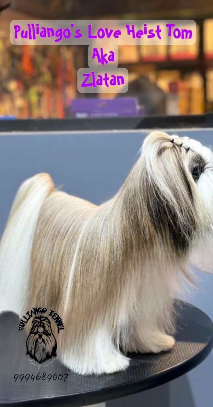 DogsIndia.com - Shih Tzu - Pulliango