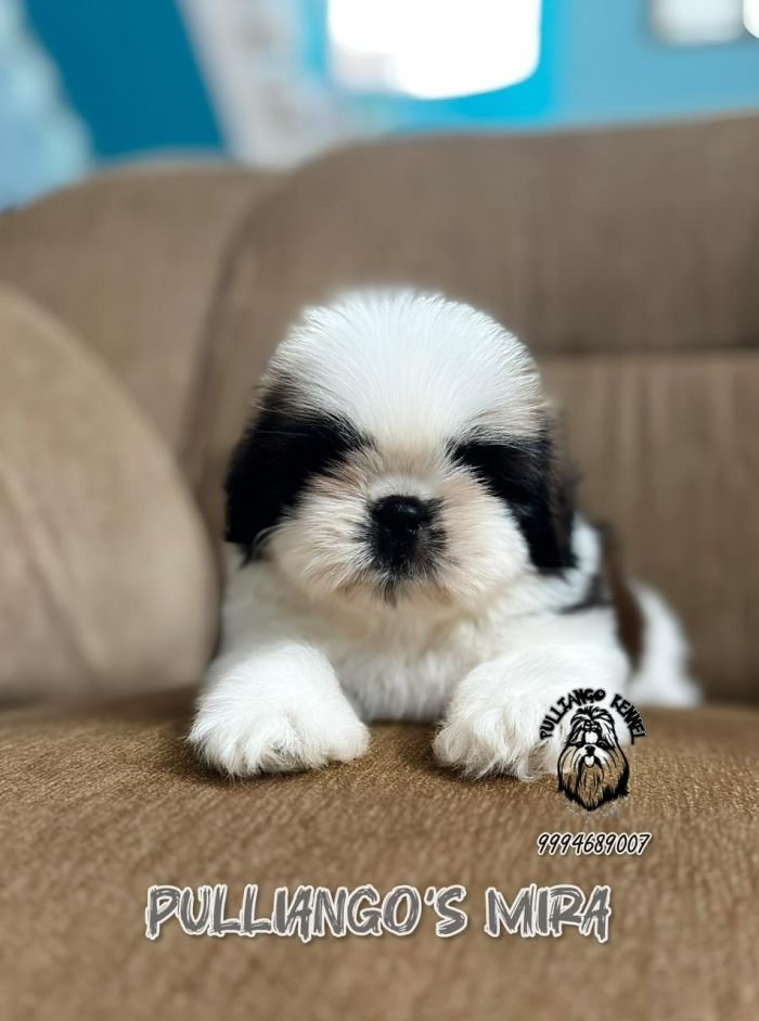 DogsIndia.com - Shih Tzu - Pulliango