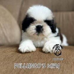 DogsIndia.com - Shih Tzu - Pulliango