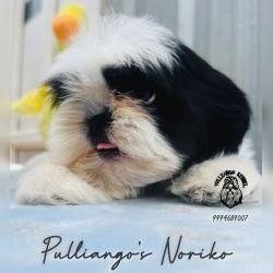 DogsIndia.com - Shih Tzu - Pulliango