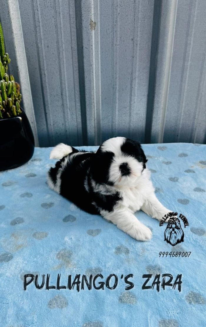 DogsIndia.com - Shih Tzu - Pulliango