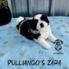 DogsIndia.com - Shih Tzu - Pulliango