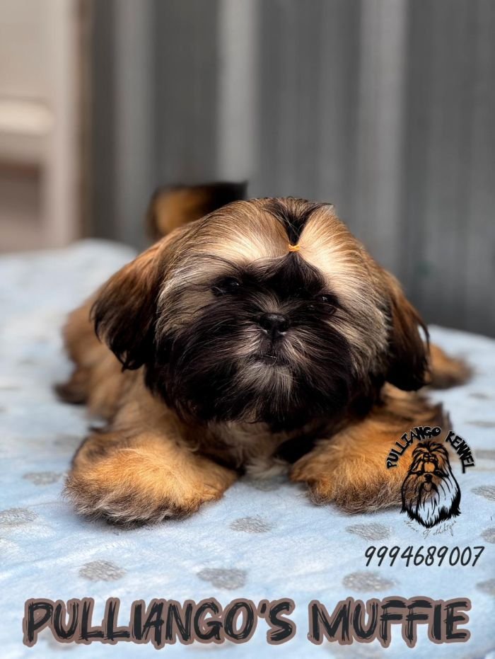 DogsIndia.com - Shih Tzu - Pulliango
