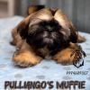 DogsIndia.com - Shih Tzu - Pulliango