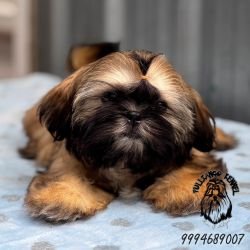 DogsIndia.com - Shih Tzu - Pulliango