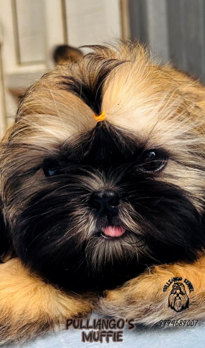 DogsIndia.com - Shih Tzu - Pulliango
