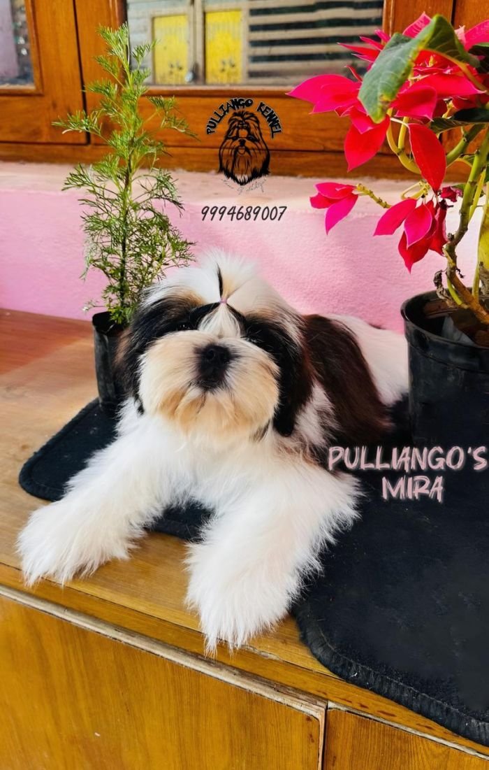 DogsIndia.com - Shih Tzu - Pulliango