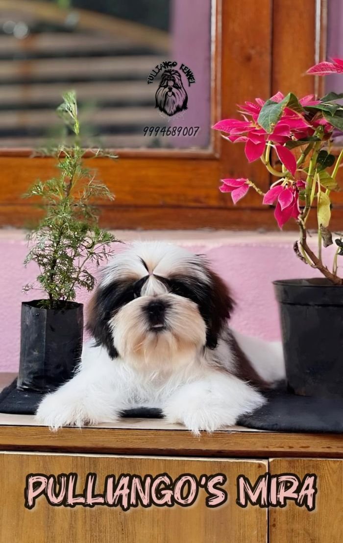 DogsIndia.com - Shih Tzu - Pulliango