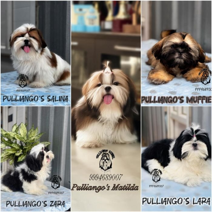 DogsIndia.com - Shih Tzu - Pulliango