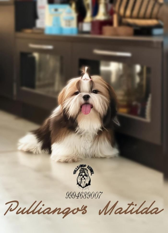 DogsIndia.com - Shih Tzu - Pulliango