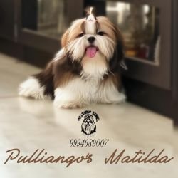DogsIndia.com - Shih Tzu - Pulliango