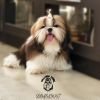 DogsIndia.com - Shih Tzu - Pulliango