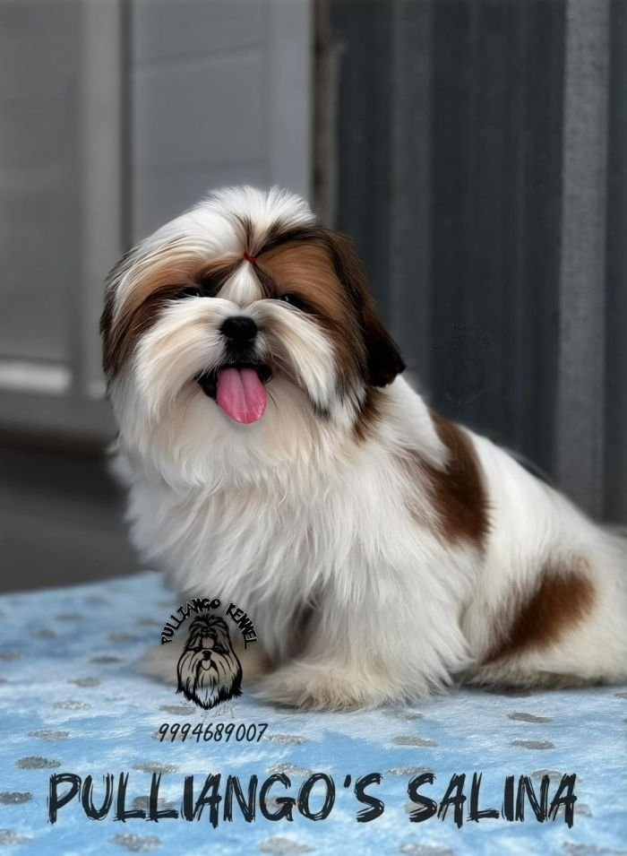 DogsIndia.com - Shih Tzu - Pulliango
