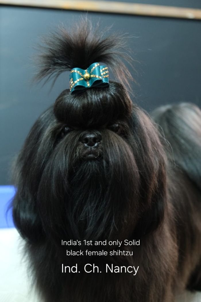 DogsIndia.com - Shih Tzu - Venkat Raj