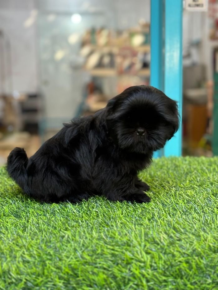 DogsIndia.com - Shih Tzu - Venkat Raj