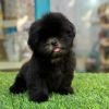 DogsIndia.com - Shih Tzu - Venkat Raj