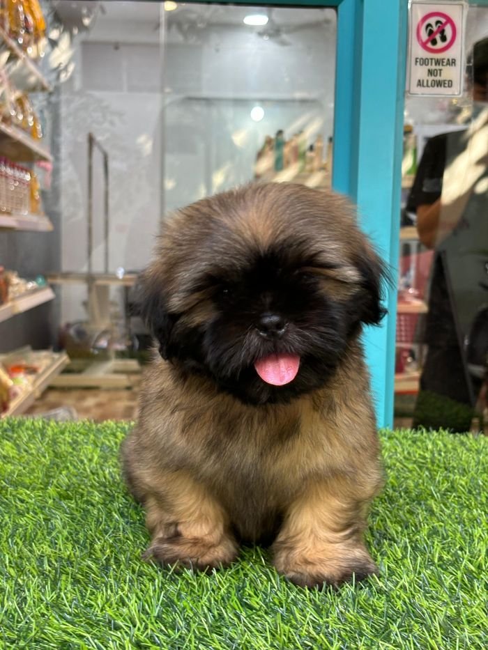 DogsIndia.com - Shih Tzu - Venkat Raj