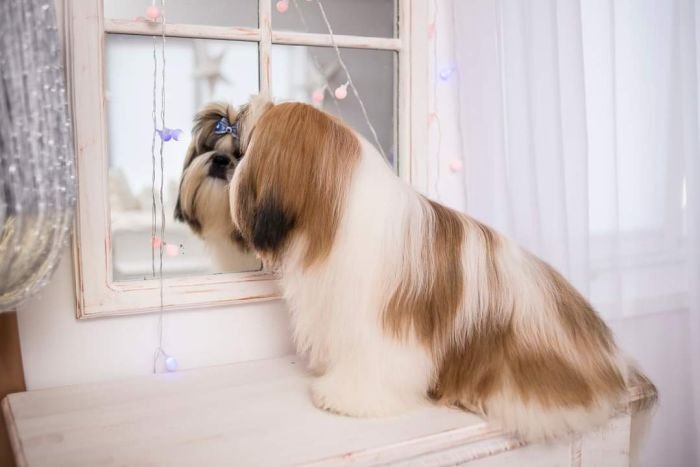 DogsIndia.com - Shih Tzu - Vikram 