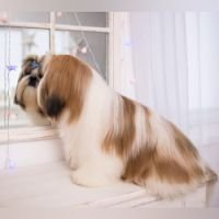 DogsIndia.com - Shih Tzu - Vikram