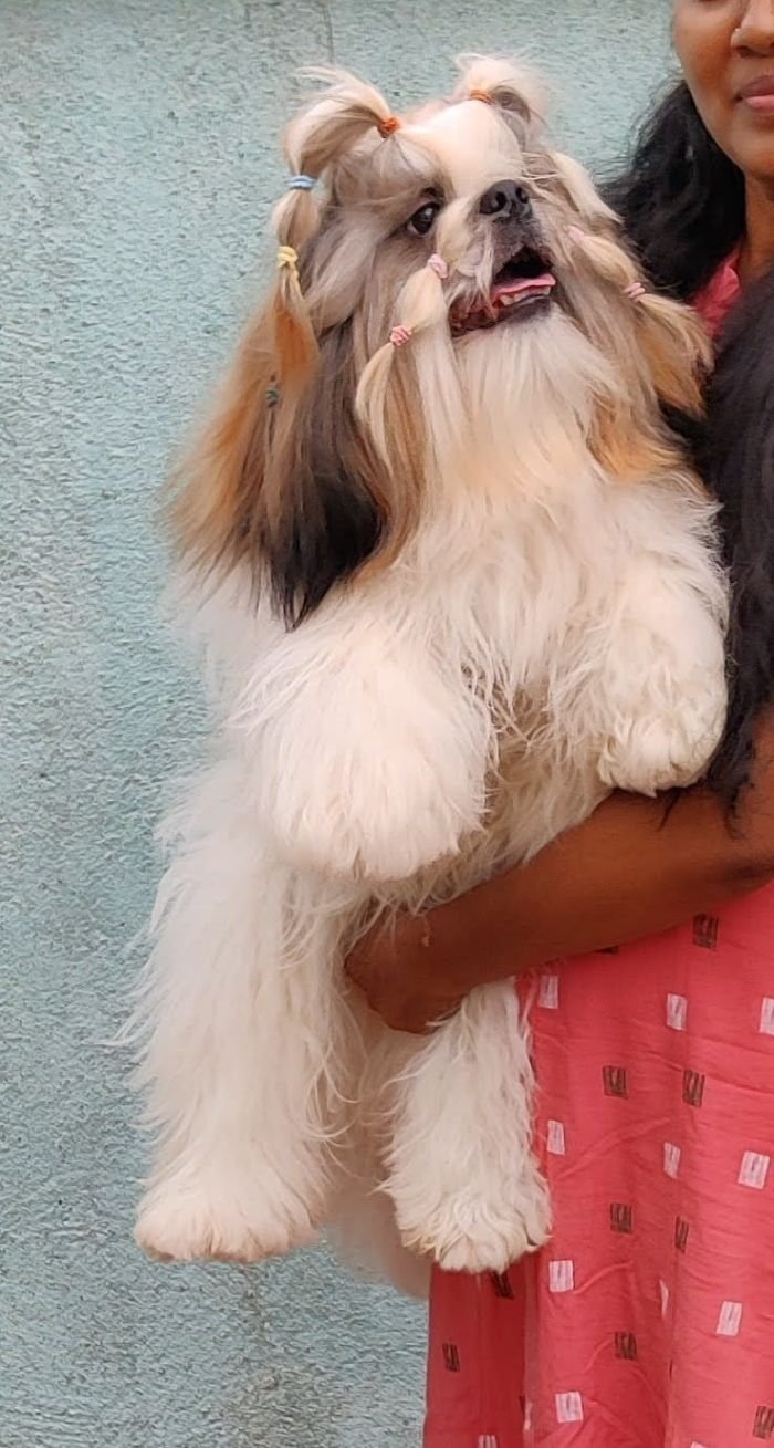 DogsIndia.com - Shih Tzu - Vikram 