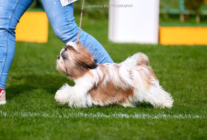 DogsIndia.com - Shih Tzu - Vikram 