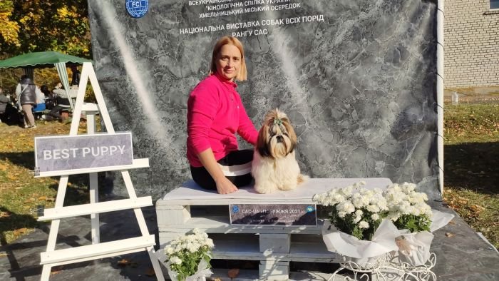 DogsIndia.com - Shih Tzu - Vikram 