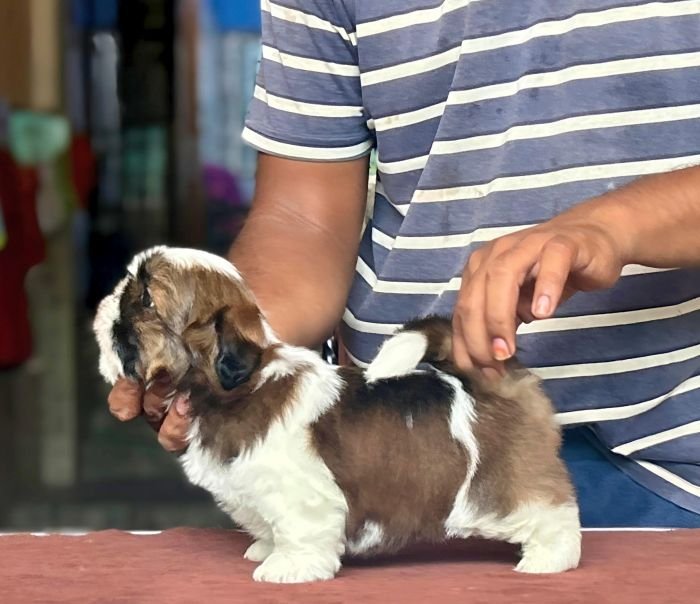 DogsIndia.com - Shih Tzu - Vikram 